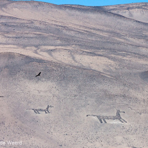 2010-07-19 - Geoglyphen op een bergwand<br/>Onderweg - Tussen Arica en Putre - Chili<br/>Canon EOS 50D - 400 mm - f/8.0, 1/1000 sec, ISO 200
