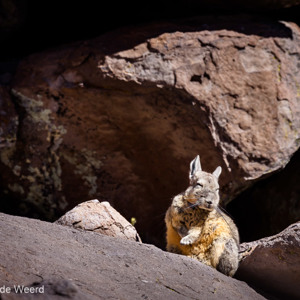 2010-07-20 - Viscacha<br/>NP Lauca - Las Cuevas - Putre - Chili<br/>Canon EOS 50D - 400 mm - f/8.0, 1/400 sec, ISO 200