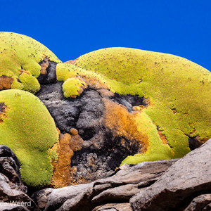 2010-07-20 - Mos op de rotsen<br/>NP Lauca - Las Cuevas - Putre - Chili<br/>Canon EOS 50D - 275 mm - f/8.0, 1/800 sec, ISO 200