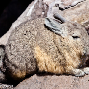2010-07-20 - Viscacha portret<br/>NP Lauca - Las Cuevas - Putre - Chili<br/>Canon EOS 50D - 340 mm - f/8.0, 1/1250 sec, ISO 200