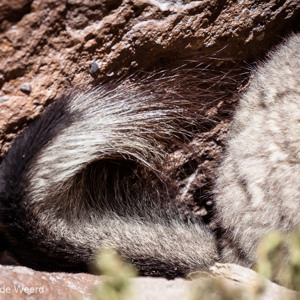2010-07-20 - Gekrulde staart van de Viscacha<br/>NP Lauca - Las Cuevas - Putre - Chili<br/>Canon EOS 50D - 400 mm - f/8.0, 1/400 sec, ISO 200