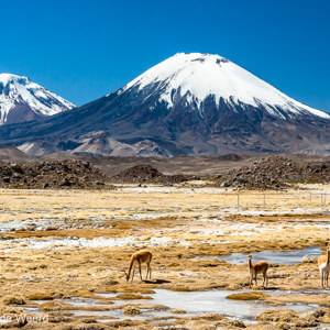 2010-07-20 - Vicunas voor de  Parinacota en Pomerape vulkanen <br/>NP Lauca - Putre - Chili<br/>Canon EOS 50D - 58 mm - f/11.0, 1/200 sec, ISO 200