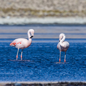 2010-07-20 - Flamingos in het Chungara meer (4400m hoogte!)<br/>NP Lauca - Lago Chungara - Putre - Chili<br/>Canon EOS 50D - 400 mm - f/8.0, 1/1000 sec, ISO 200