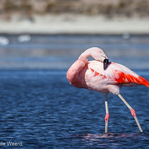 2010-07-20 - Flamingo in het Chungara meer<br/>NP Lauca - Lago Chungara - Putre - Chili<br/>Canon EOS 50D - 400 mm - f/8.0, 1/1600 sec, ISO 200
