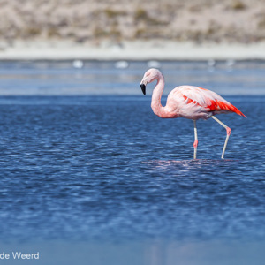 2010-07-20 - Flamingo in het Chungara meer<br/>NP Lauca - Lago Chungara - Putre - Chili<br/>Canon EOS 50D - 400 mm - f/8.0, 1/1250 sec, ISO 200
