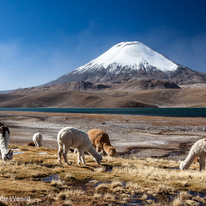 2010-07-20 - Alpacas voor de Parinacota vulkaan<br/>NP Lauca - Lago Chungara - Putre - Chili<br/>Canon EOS 50D - 24 mm - f/11.0, 1/125 sec, ISO 200