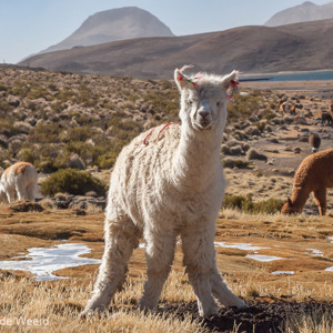 2010-07-20 - Alpaca portret<br/>NP Lauca - Lago Chungara - Putre - Chili<br/>Canon EOS 50D - 70 mm - f/11.0, 1/320 sec, ISO 200