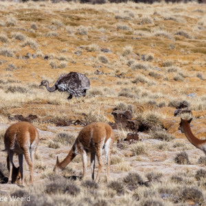 2010-07-20 - Vicunas en een Andesemoe<br/>NP Lauca - Putre - Chili<br/>Canon EOS 50D - 400 mm - f/8.0, 1/1250 sec, ISO 200