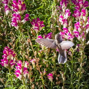 2010-07-21 - (soort) kolibrie bij de bloemen in de tuin<br/>Hotel Qantati - Putre - Chili<br/>Canon EOS 50D - 400 mm - f/6.3, 1/1000 sec, ISO 800