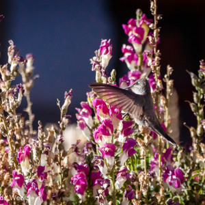 2010-07-21 - (soort) kolibrie bij de bloemen in de tuin<br/>Hotel Qantati - Putre - Chili<br/>Canon EOS 50D - 400 mm - f/5.6, 1/4000 sec, ISO 800