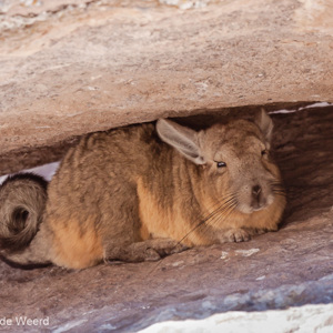 2010-07-21 - Viscacha tussen de rotsen<br/>NP Lauca - Putre - Chili<br/>Canon EOS 50D - 400 mm - f/8.0, 1/60 sec, ISO 200