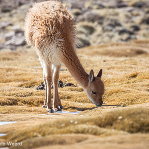 2010-07-21 - Jonge Vicuna<br/>NP Lauca - Putre - Chili<br/>Canon EOS 50D - 400 mm - f/8.0, 1/400 sec, ISO 200