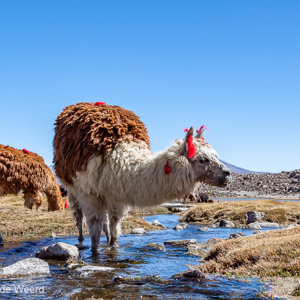 2010-07-21 - Lamas bij een stroompje<br/>NP Lauca - Parinacota - Chili<br/>Canon EOS 50D - 24 mm - f/11.0, 1/125 sec, ISO 200