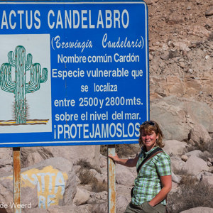 2010-07-22 - Speciale cactussen op klein gebiedje<br/>Tussen Arica en Putre - Chili<br/>Canon EOS 50D - 65 mm - f/11.0, 1/250 sec, ISO 200