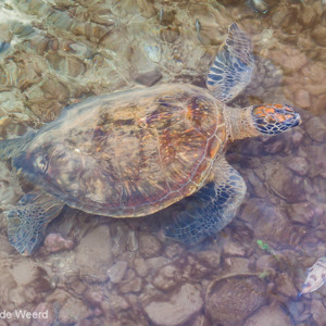 2010-07-23 - Schildpad in het haventje<br/>Caleta Hanga Roa - Hanga Roa - Chili - Paaseiland<br/>Canon EOS 50D - 47 mm - f/6.3, 1/30 sec, ISO 400