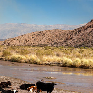 2010-07-06 - De koeien zoeken het water op<br/>Quebrada de Cafayate - Cafayate - Argentinië<br/>Canon EOS 50D - 50 mm - f/8.0, 1/125 sec, ISO 200