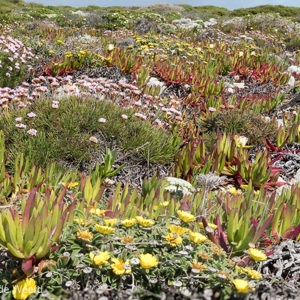 2019-04-23 - Bij de vuurtoren bloeien vooral vetbloemen<br/>Cabo de São Vicente - Sagres - Portugal<br/>Canon EOS 7D Mark II - 40 mm - f/5.6, 1/400 sec, ISO 200