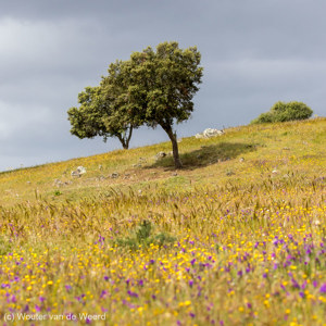 2019-04-25 - Eenzame boom tussen de bloemen<br/>Almodôvar - Portugal<br/>Canon EOS 7D Mark II - 100 mm - f/5.6, 1/800 sec, ISO 400