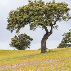 2019-04-24 - Eenzame boom tussen de bloemen<br/>Almodôvar - Portugal<br/>Canon EOS 7D Mark II - 158 mm - f/5.6, 0.01 sec, ISO 200