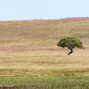 2019-04-25 - Eenzame boom tussen de bloemen<br/>Santa Bárbara de Padrões - Portugal<br/>Canon EOS 7D Mark II - 400 mm - f/5.6, 1/1000 sec, ISO 400