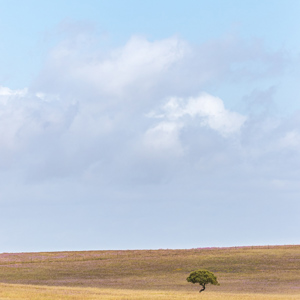 2019-04-25 - Eenzame boom tussen de bloemen<br/>Santa Bárbara de Padrões - Portugal<br/>Canon EOS 7D Mark II - 135 mm - f/5.0, 1/1600 sec, ISO 400