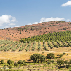 2019-04-26 - Heuvelachtig, met bomen in ht gelid<br/>Santana de Cambas - Portugal<br/>Canon EOS 7D Mark II - 70 mm - f/8.0, 1/125 sec, ISO 200