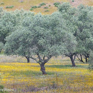 2019-04-26 - Boomgaard zoals het hoort: met veel bloemen<br/>Santana de Cambas - Portugal<br/>Canon EOS 7D Mark II - 400 mm - f/5.6, 1/160 sec, ISO 400