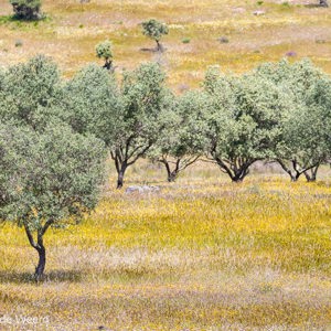 2019-04-26 - Olijfbomengaard<br/>Santana de Cambas - Portugal<br/>Canon EOS 7D Mark II - 241 mm - f/5.0, 1/640 sec, ISO 400