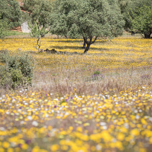 2019-04-26 - Veel bloemen, dus ook nog veel insecten<br/>Santana de Cambas - Portugal<br/>Canon EOS 7D Mark II - 200 mm - f/8.0, 1/320 sec, ISO 400