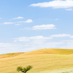2019-04-26 - Boompje in het glooiende landschap<br/>Mértola - Portugal<br/>Canon EOS 7D Mark II - 100 mm - f/5.6, 1/400 sec, ISO 400