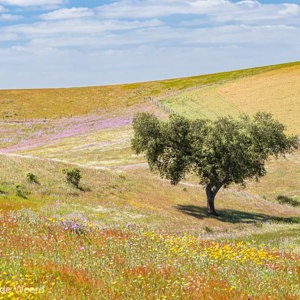 2019-04-26 - Bloemen, boompje, lijnen, landschap<br/>Mértola - Portugal<br/>Canon EOS 7D Mark II - 135 mm - f/8.0, 1/200 sec, ISO 400
