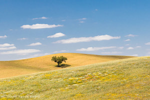 Landschappen