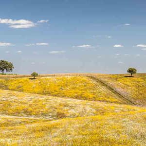 2019-04-26 - Bloemen, lijnen en lagen in het landschap<br/>Mértola - Portugal<br/>Canon EOS 7D Mark II - 58 mm - f/11.0, 0.01 sec, ISO 200