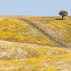 2019-04-26 - Eén en al bloemen in het veld<br/>Mértola - Portugal<br/>Canon EOS 7D Mark II - 120 mm - f/5.6, 1/400 sec, ISO 200