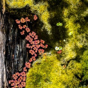 2019-04-26 - Miniatuurlandschap naast een houten bruggetje<br/>Mértola - Portugal<br/>Canon EOS 7D Mark II - 100 mm - f/5.6, 1/640 sec, ISO 400