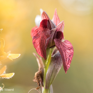 2019-04-23 - Brede tongorchis<br/><br/>Canon EOS 7D Mark II - 100 mm - f/3.5, 1/160 sec, ISO 200