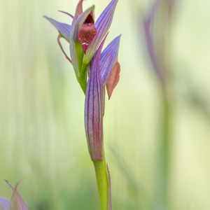 2019-04-23 - Tongorchis<br/>Vila do Bispo - Portugal<br/>Canon EOS 7D Mark II - 100 mm - f/3.5, 1/1000 sec, ISO 200