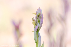 Orchideeën
