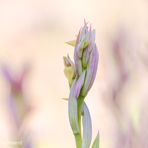2019-04-23 - Tongorchis<br/>Vila do Bispo - Portugal<br/>Canon EOS 7D Mark II - 100 mm - f/3.5, 1/800 sec, ISO 200