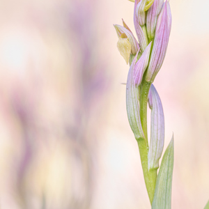 2019-04-23 - Tongorchis<br/>Vila do Bispo - Portugal<br/>Canon EOS 7D Mark II - 100 mm - f/4.0, 1/400 sec, ISO 200