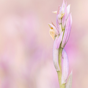 2019-04-23 - Tongorchis<br/>Vila do Bispo - Portugal<br/>Canon EOS 7D Mark II - 100 mm - f/4.0, 1/250 sec, ISO 200