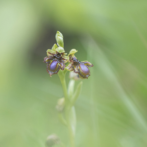 2019-04-24 - Spiegelorchis<br/>Querença - Portugal<br/>Canon EOS 7D Mark II - 100 mm - f/2.8, 1/400 sec, ISO 400