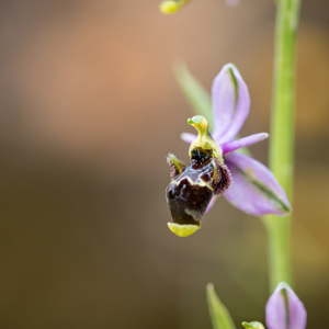 2019-04-24 - Bijenorchis<br/>Querença - Portugal<br/>Canon EOS 7D Mark II - 100 mm - f/2.8, 1/500 sec, ISO 400