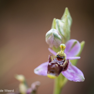 2019-04-24 - Bijenorchis - wat een lol :-)<br/>Querença - Portugal<br/>Canon EOS 7D Mark II - 100 mm - f/2.8, 1/500 sec, ISO 400