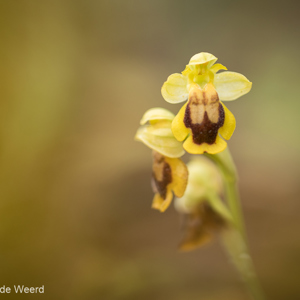 2019-04-24 - Ophrys bilunulata<br/>Querença - Portugal<br/>Canon EOS 7D Mark II - 100 mm - f/2.8, 1/640 sec, ISO 400