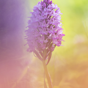 2019-04-27 - Hondskruid<br/>Palmela - Portugal<br/>Canon EOS 7D Mark II - 100 mm - f/2.8, 1/1000 sec, ISO 200