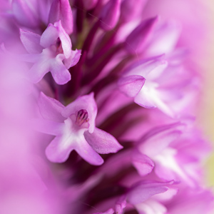 2019-04-27 - Hondskruid in close-up<br/>Palmela - Portugal<br/>Canon EOS 7D Mark II - 100 mm - f/4.0, 1/200 sec, ISO 200