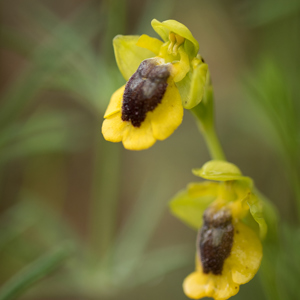 2019-04-24 - Gele orchis (Ophrys lutea)<br/>Querença - Portugal<br/>Canon EOS 7D Mark II - 100 mm - f/2.8, 1/320 sec, ISO 400