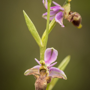 2019-04-24 - Bijenorchis<br/>Querença - Portugal<br/>Canon EOS 7D Mark II - 100 mm - f/4.0, 1/320 sec, ISO 400
