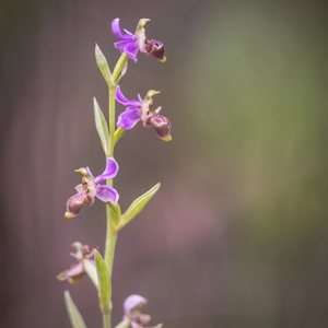 2019-04-24 - Bijenorchis<br/>Querença - Portugal<br/>Canon EOS 7D Mark II - 100 mm - f/2.8, 1/1000 sec, ISO 400